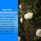 Baxyl® GI - Gut & Digestive Support